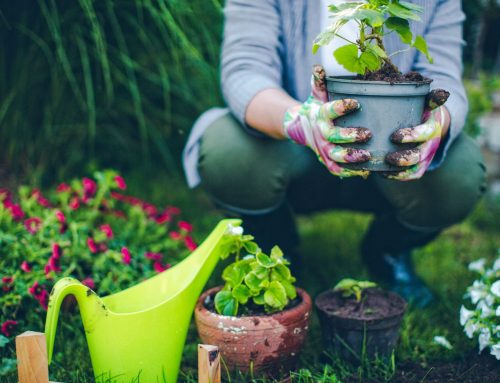 Our Favorite Poems About Gardening